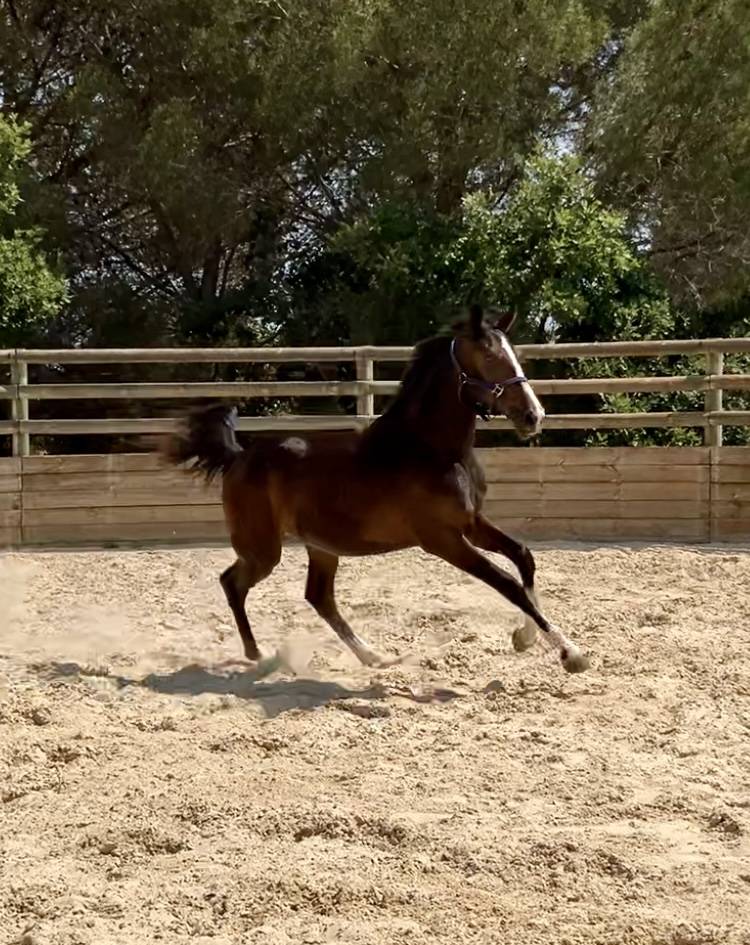 Très belle pouliche de l’année 