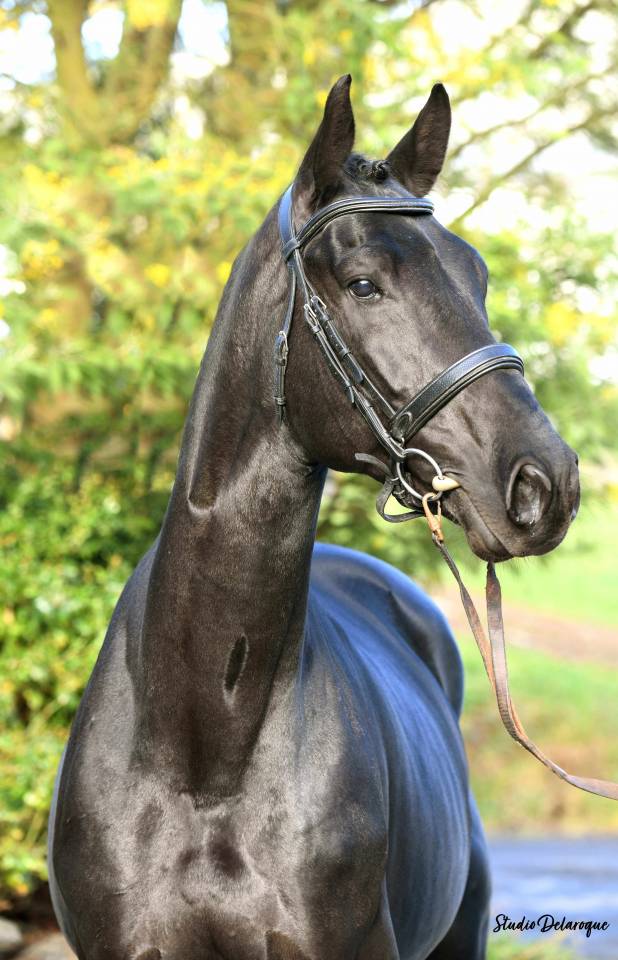 Magnifique Diamant noir SFO Champion de France 7 ans ! 