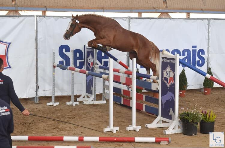 Saillies IAC Etalon approuvé Selle Francais crin lavés 