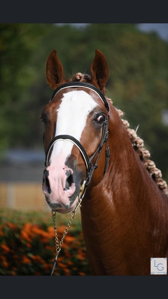 Saillies IAC Etalon approuvé Selle Francais crin lavés 