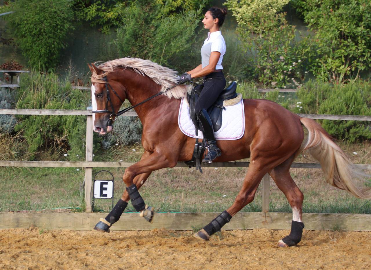 Saillies IAC Etalon approuvé Selle Francais crin lavés 
