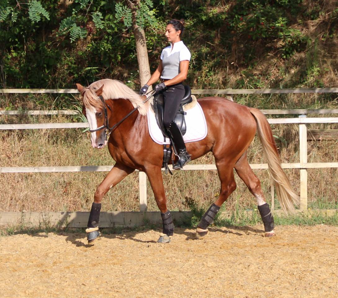 Saillies IAC Etalon approuvé Selle Francais crin lavés 