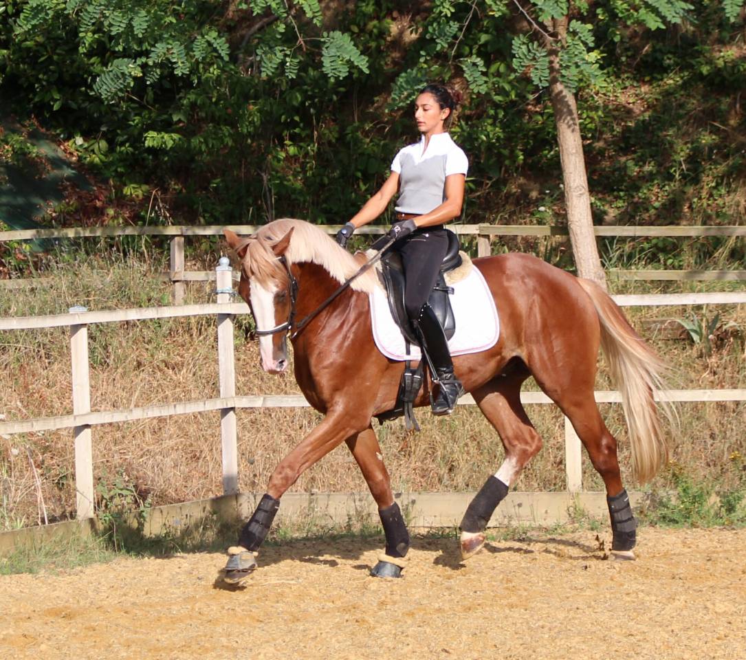 Saillies IAC Etalon approuvé Selle Francais crin lavés 