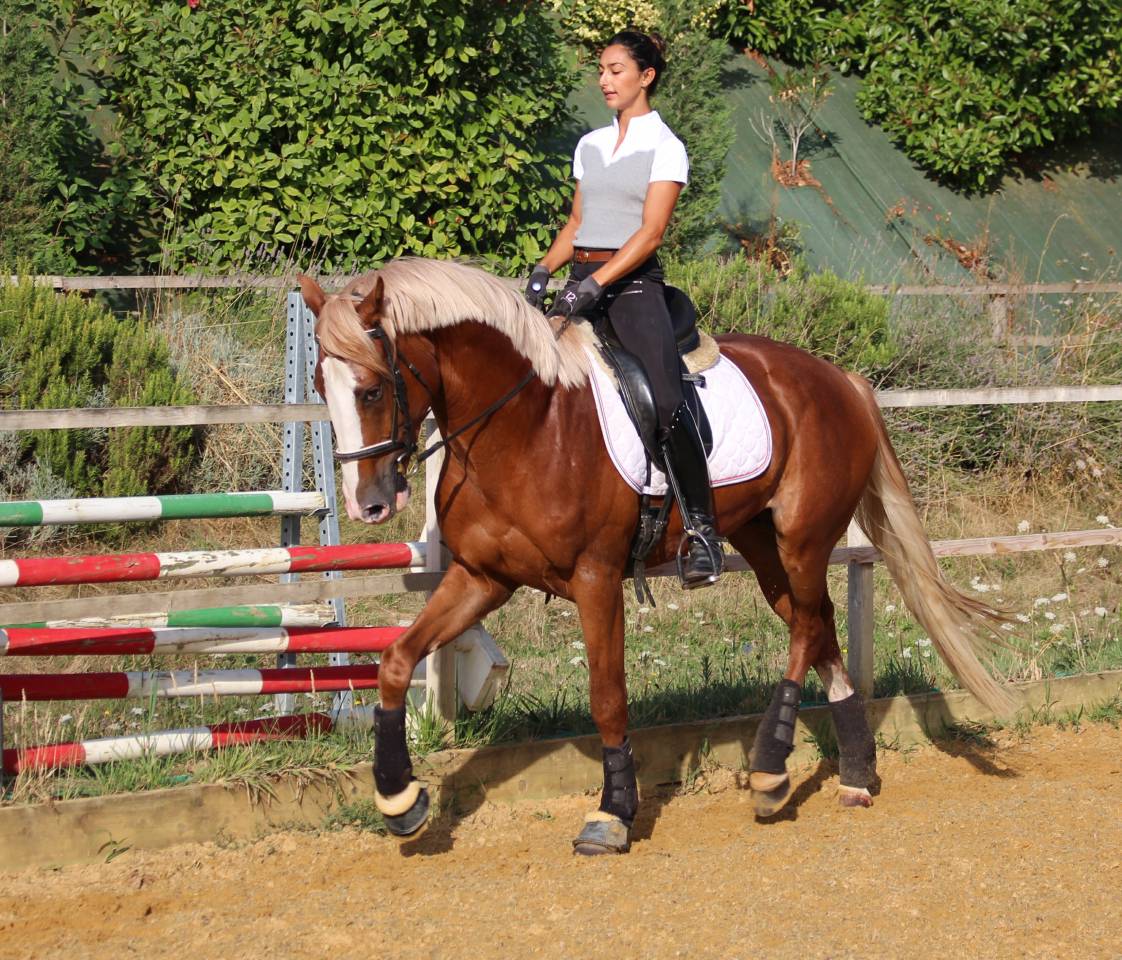 Saillies IAC Etalon approuvé Selle Francais crin lavés 