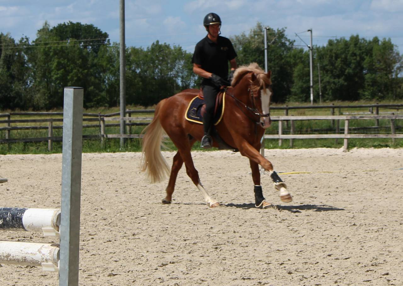 Saillies IAC Etalon approuvé Selle Francais crin lavés 