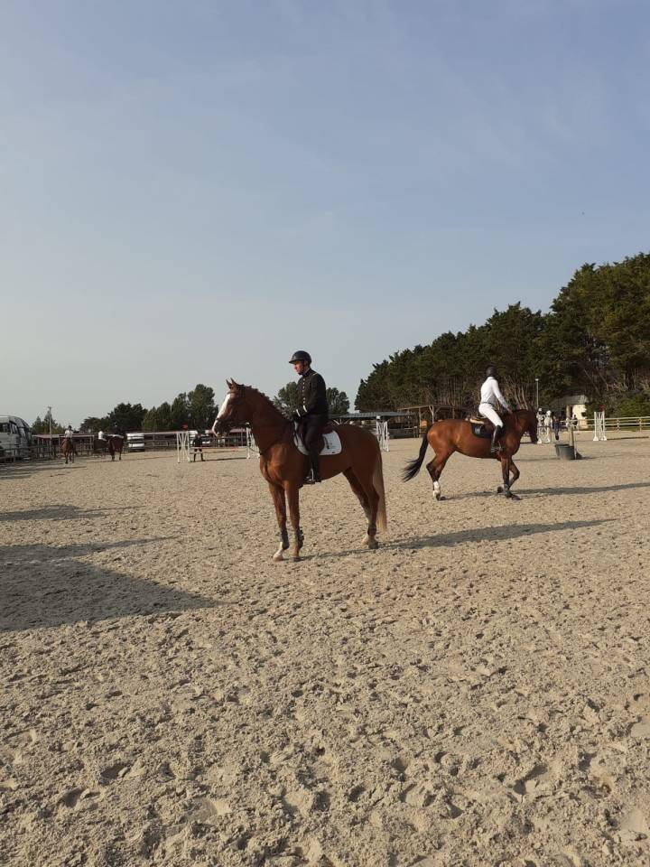 Saillies IAC Etalon approuvé Selle Francais crin lavés 