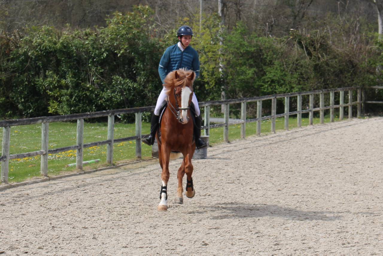 Saillies IAC Etalon approuvé Selle Francais crin lavés 