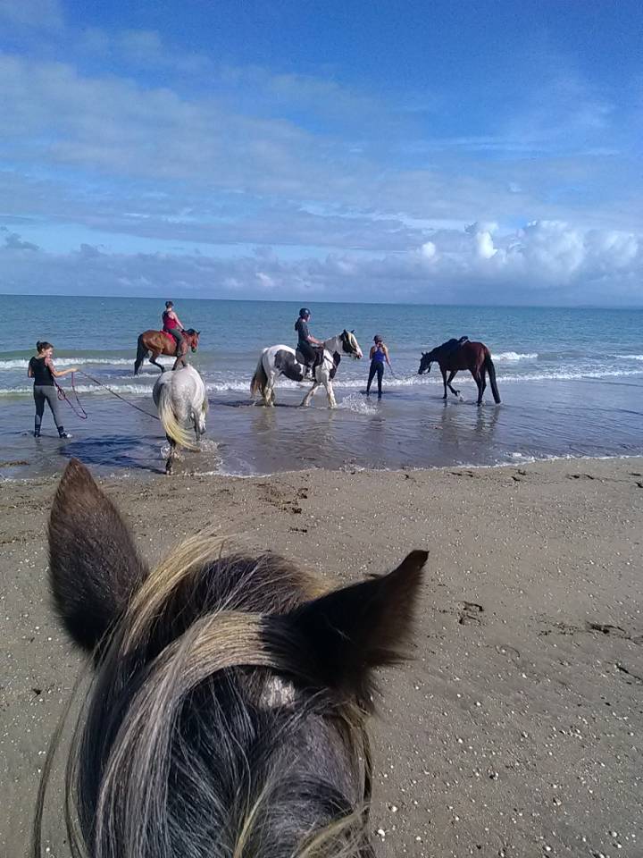 Gite de groupe/équestre baie du Mont St Michel 14 per