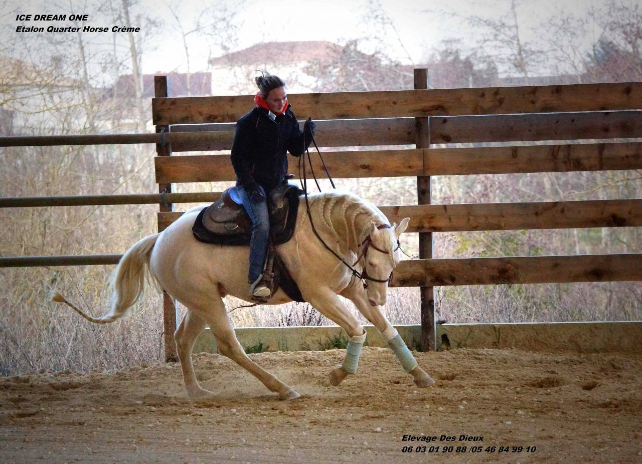 ICE DREAM ONE Etalon QUARTER HORSE de robe Crème 