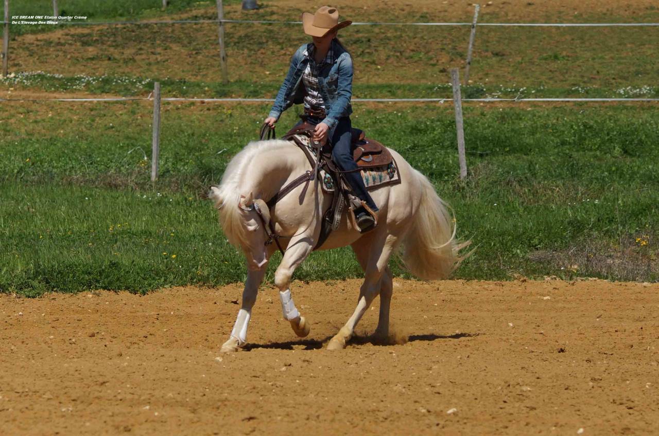 ICE DREAM ONE Etalon QUARTER HORSE de robe Crème 