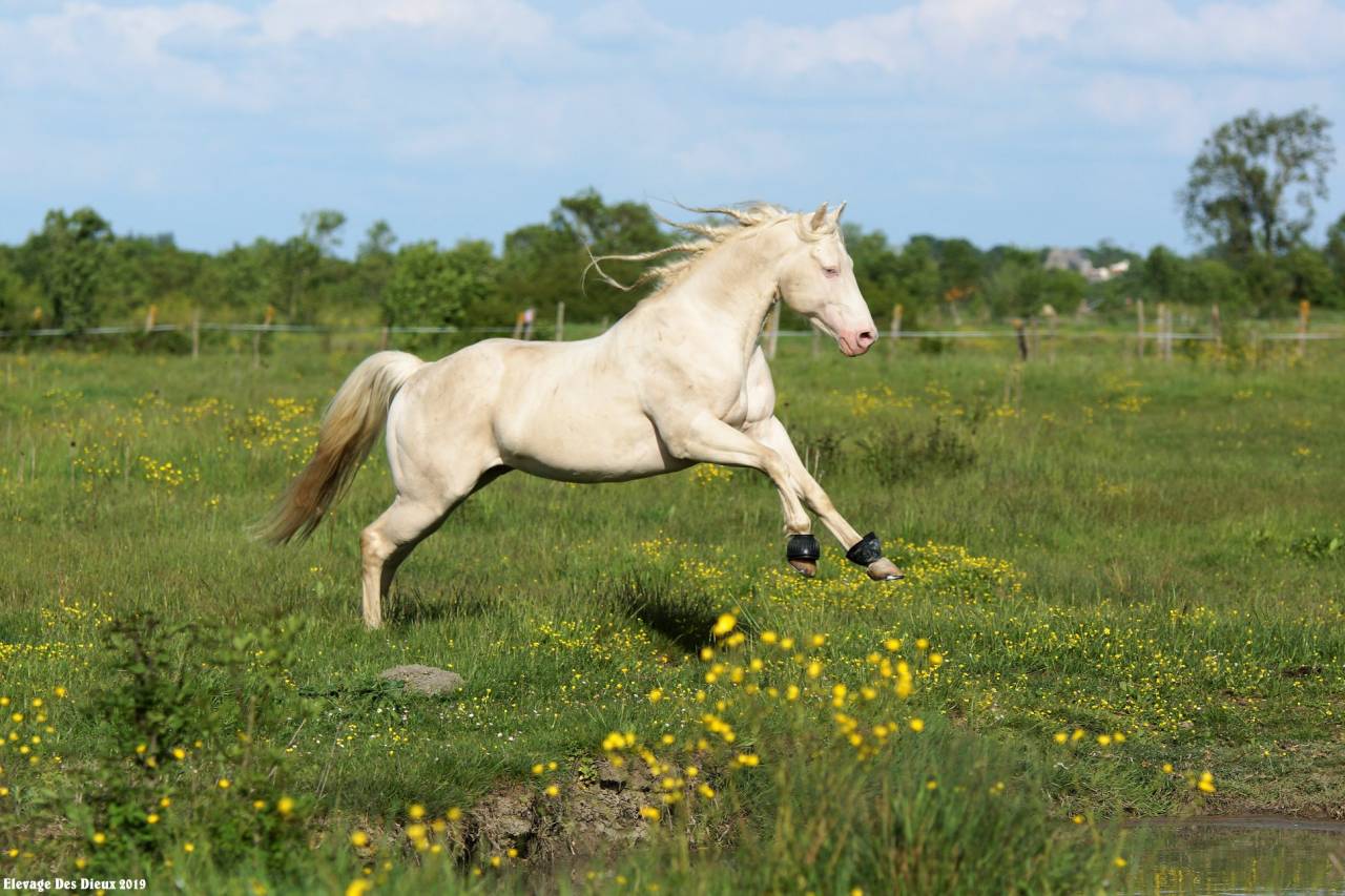 ICE DREAM ONE Etalon QUARTER HORSE de robe Crème 