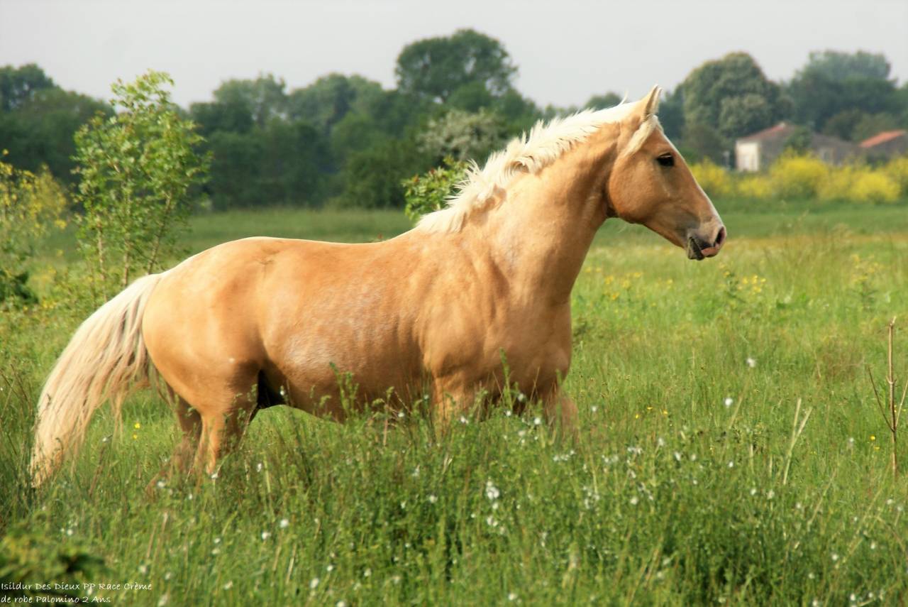 ICE DREAM ONE Etalon QUARTER HORSE de robe Crème 