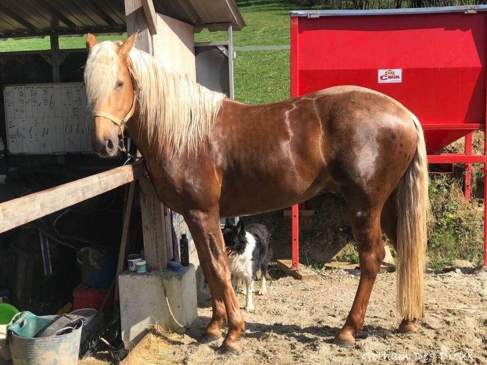 ICE DREAM ONE Etalon QUARTER HORSE de robe Crème 