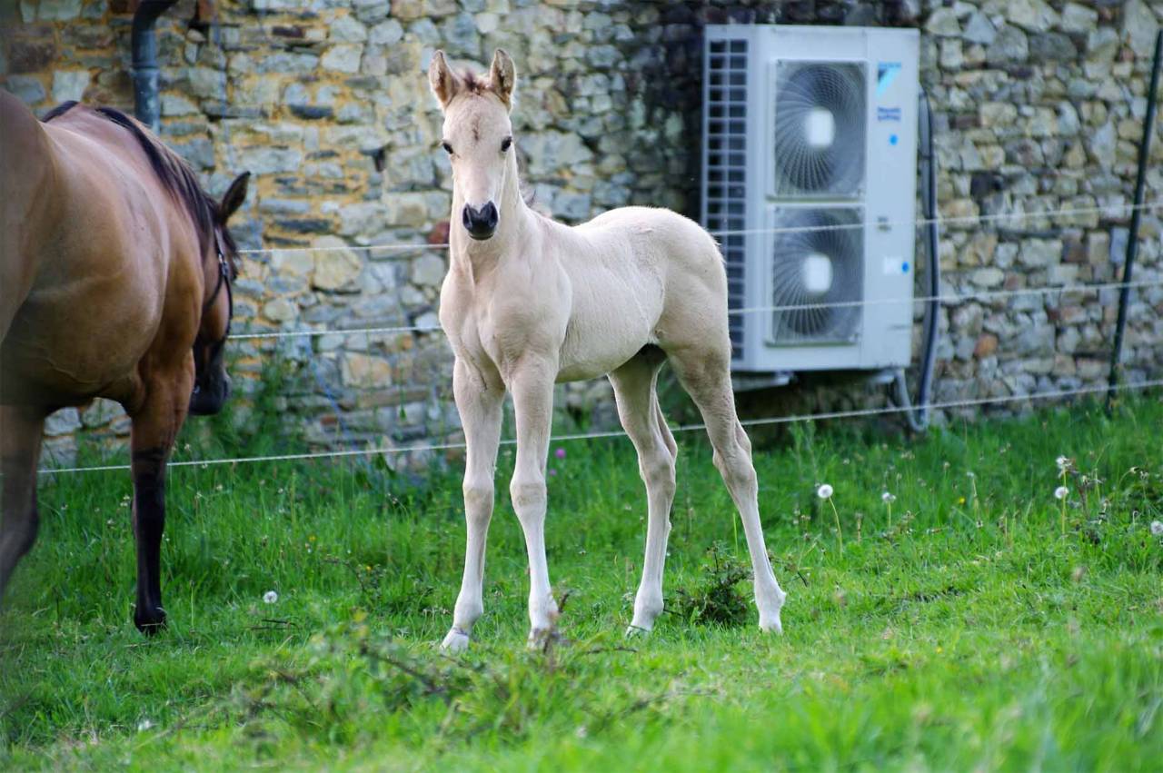 ICE DREAM ONE Etalon QUARTER HORSE de robe Crème 