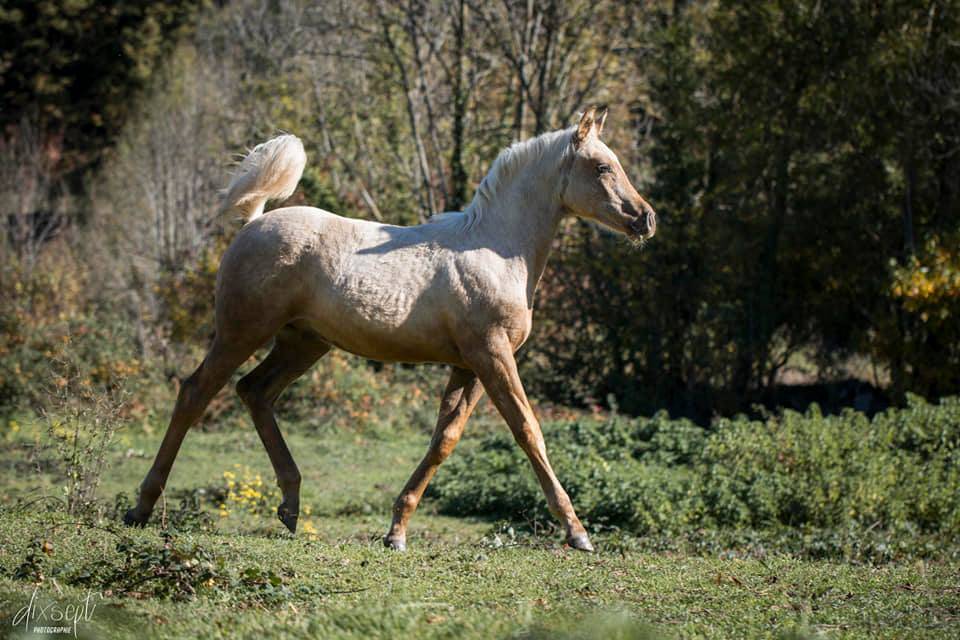 ICE DREAM ONE Etalon QUARTER HORSE de robe Crème 