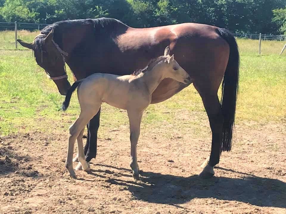 ICE DREAM ONE Etalon QUARTER HORSE de robe Crème 