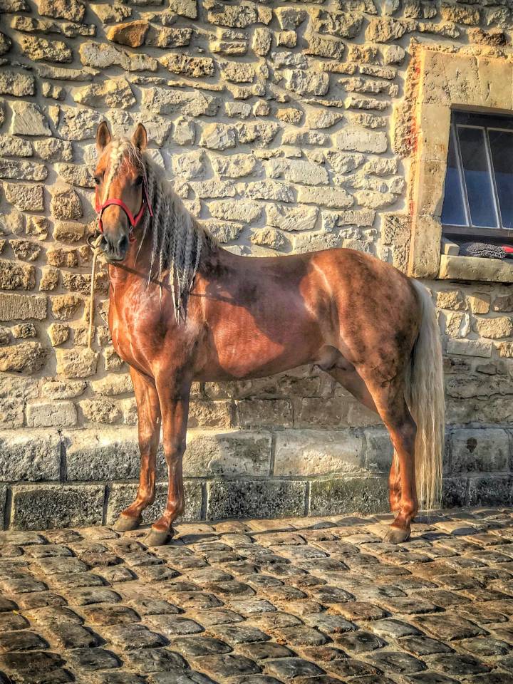 ICE DREAM ONE Etalon QUARTER HORSE de robe Crème 