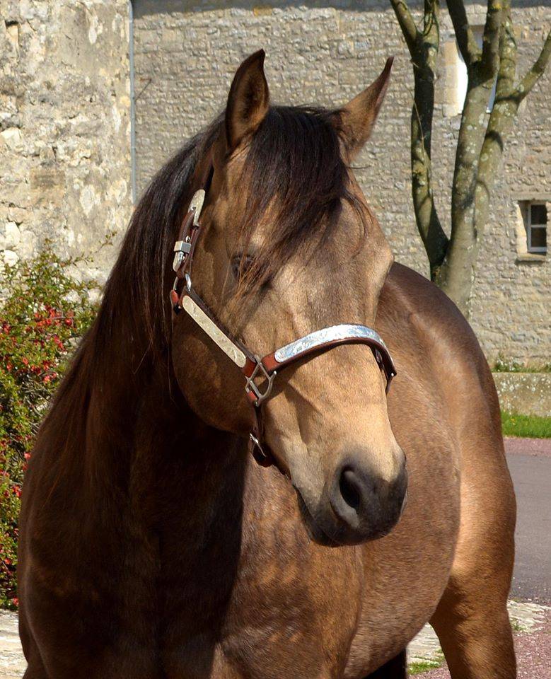 Etalon Quarter Horse Fondation Wimpys Little Step !