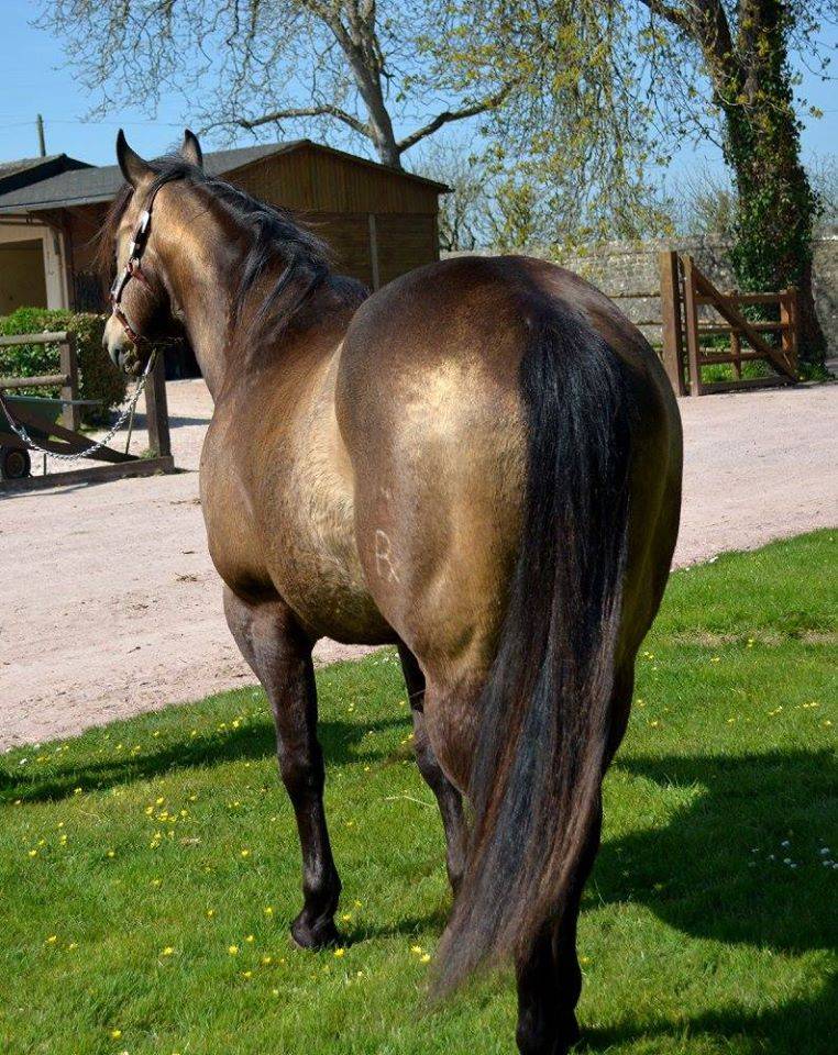 Etalon Quarter Horse Fondation Wimpys Little Step !