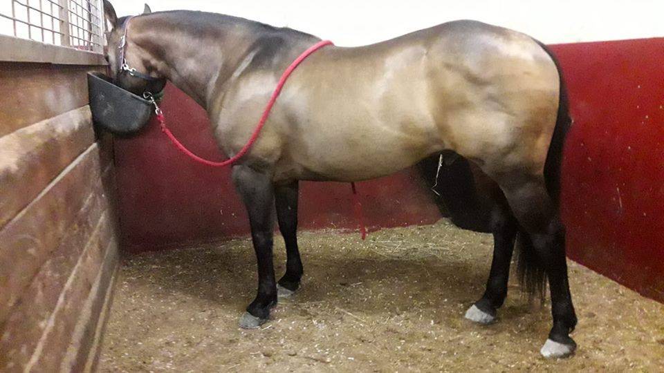 Etalon Quarter Horse Fondation Wimpys Little Step !