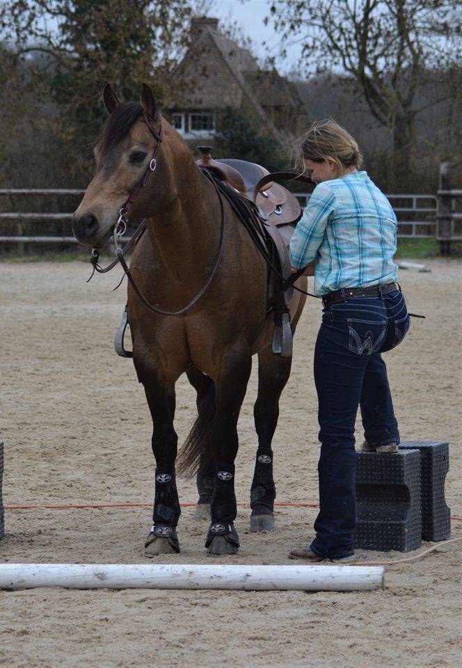 Etalon Quarter Horse Fondation Wimpys Little Step !