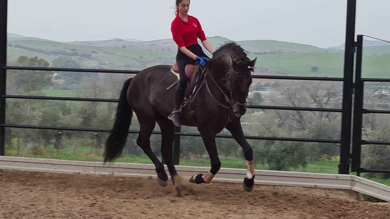 CV AMARANTTO  - PRE Pure Race Espagnole 2016 par Cornetín