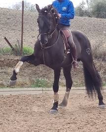 CV AMARANTTO  - PRE Pure Race Espagnole 2016 par Cornetín