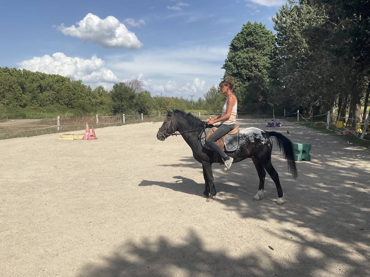 PONEY AMERICAN BASCHKIR CURLY - BLACK