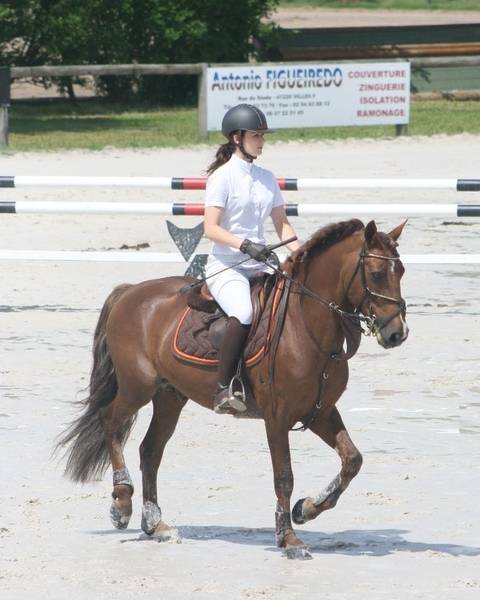 SAILLIE D'UN ETALON, PERFORMER INTERNATIONAL 