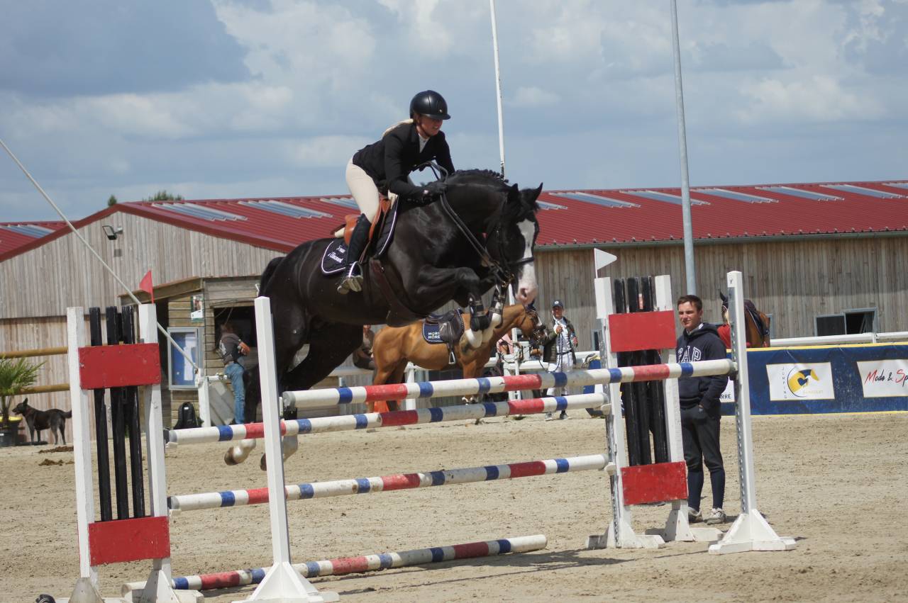 Etalon SF agr&eacute;&eacute; noir homozygote disponible pr saillies