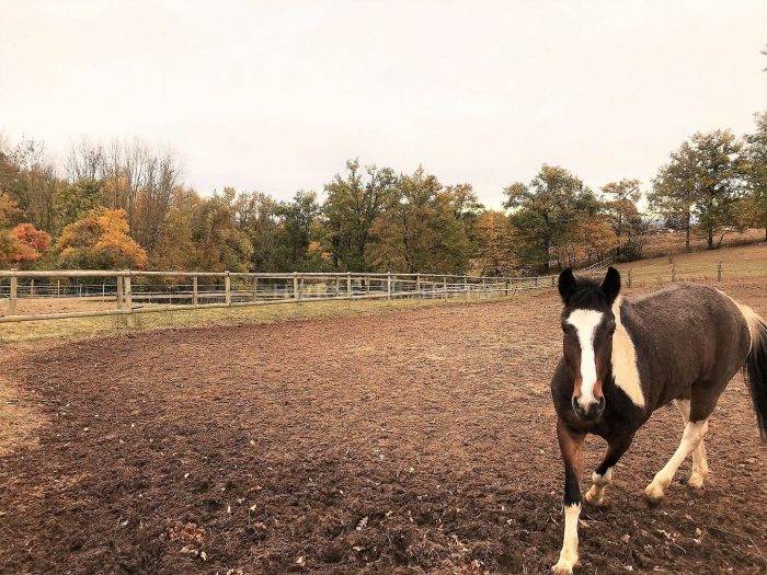 Centre équestre / Poney-club / Écurie de propriétaires en act