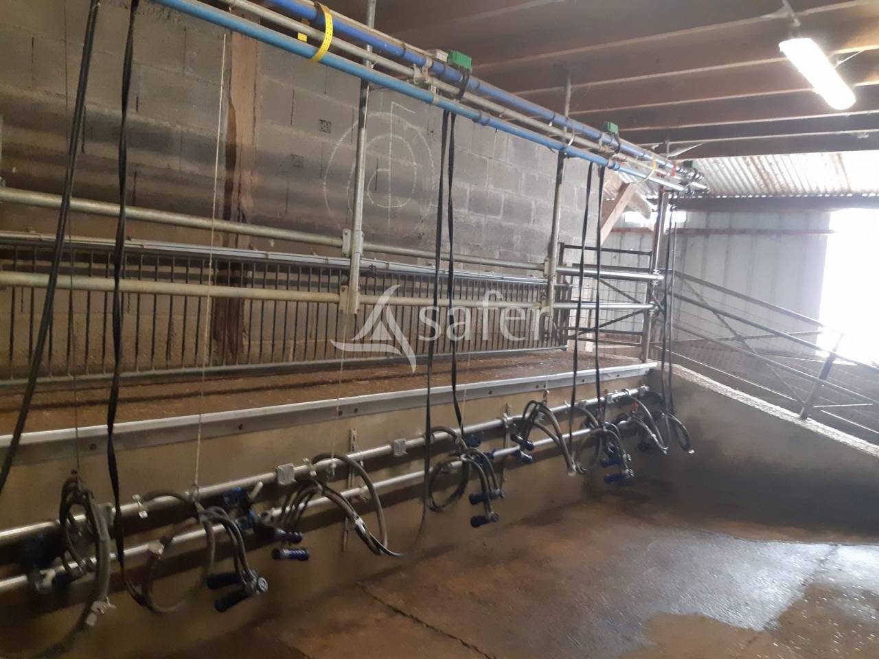 Exploitation d'élevage Caprin en Bio