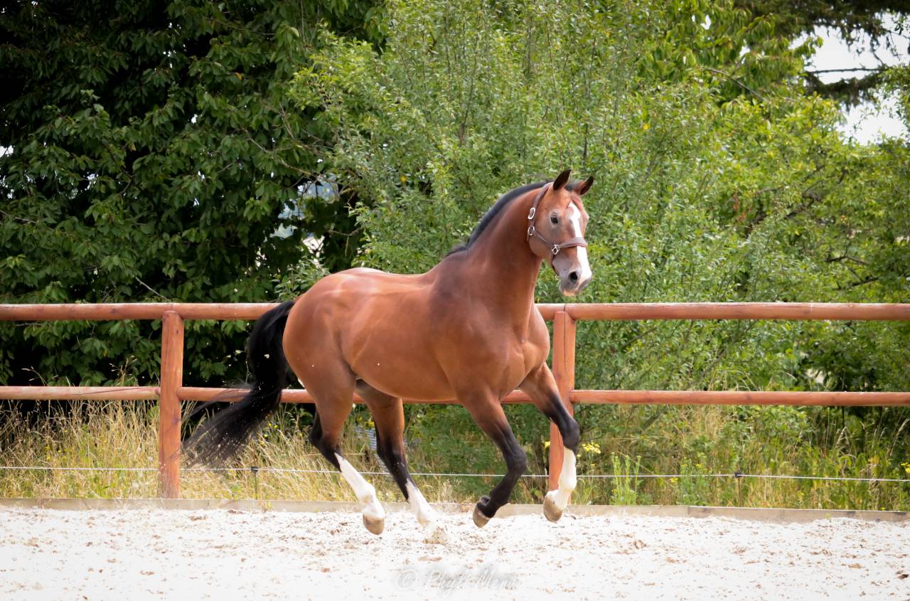 Uncognito bois margot 