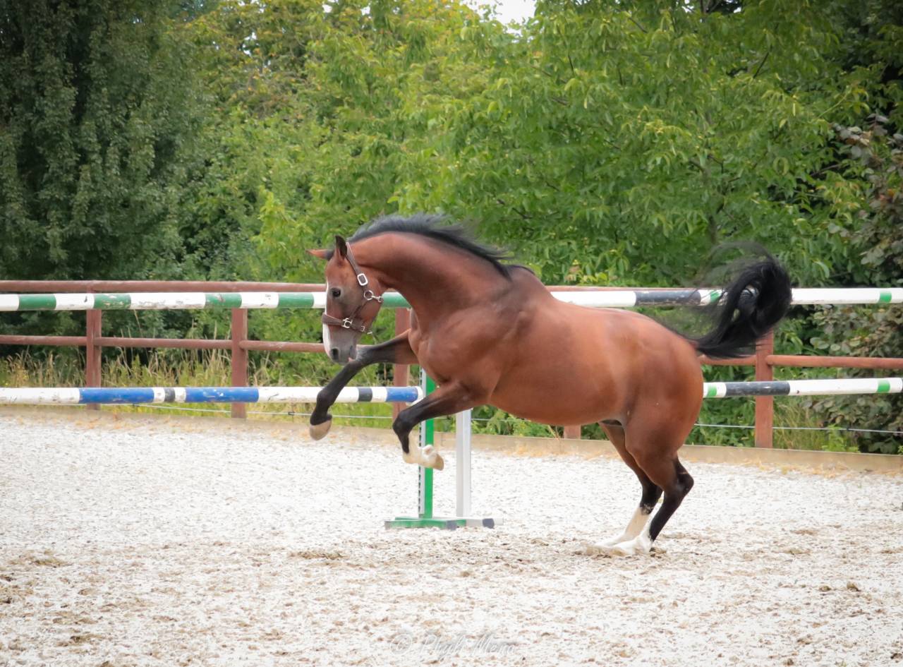 Uncognito bois margot 