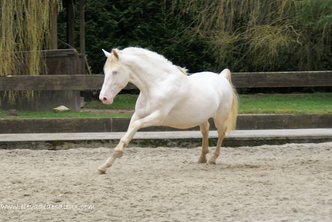  PRESIDENTE DE JARAMA PRE robe Crème 1M70 