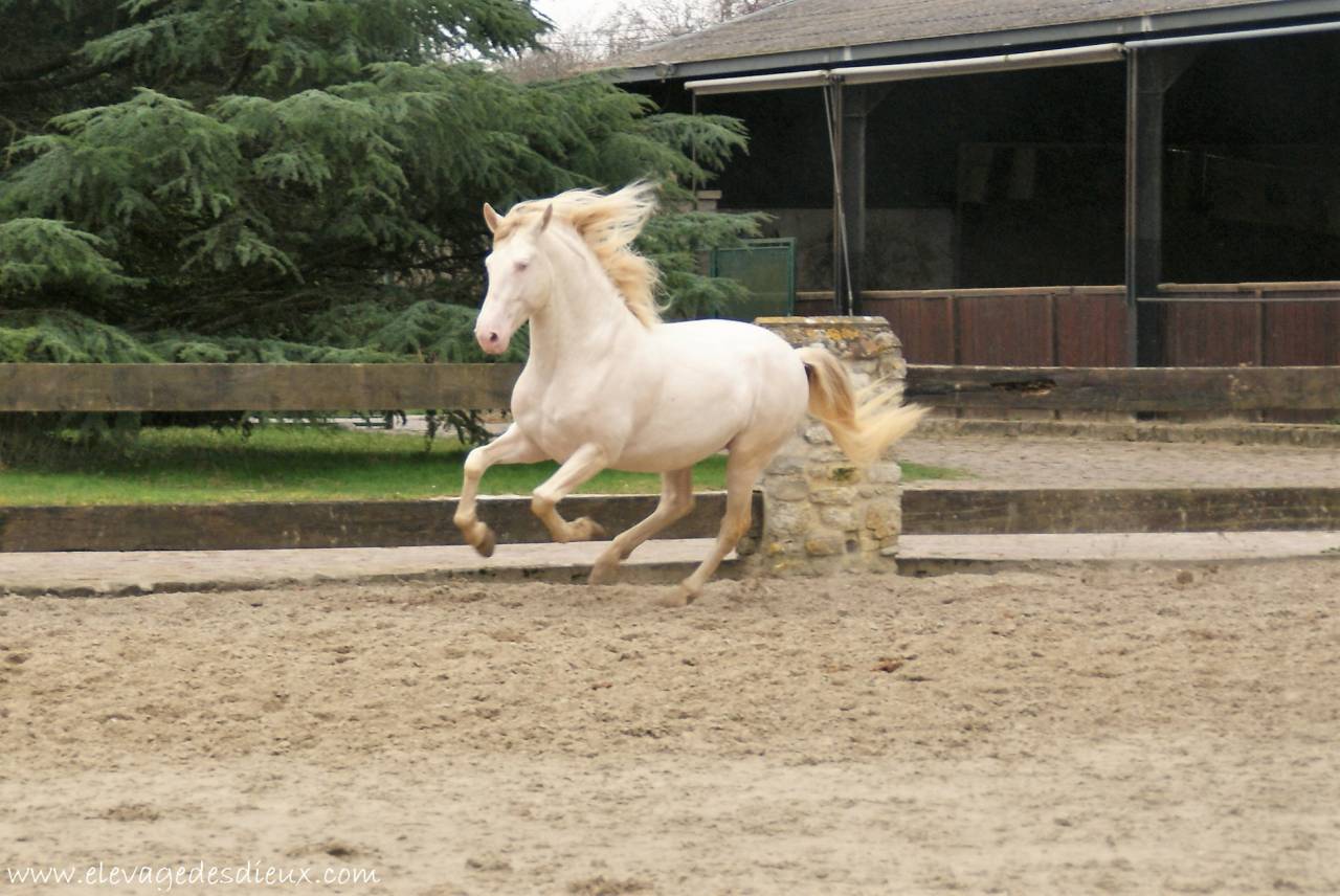  PRESIDENTE DE JARAMA PRE robe Crème 1M70 