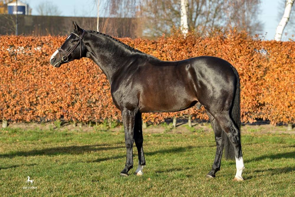 Chubakko - Noir - 173cm