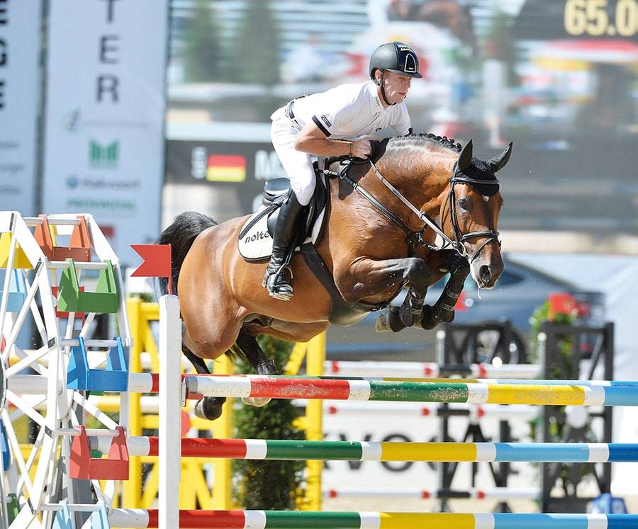 Comme Il Faut - Bai brun - 1M72 - Holsteiner