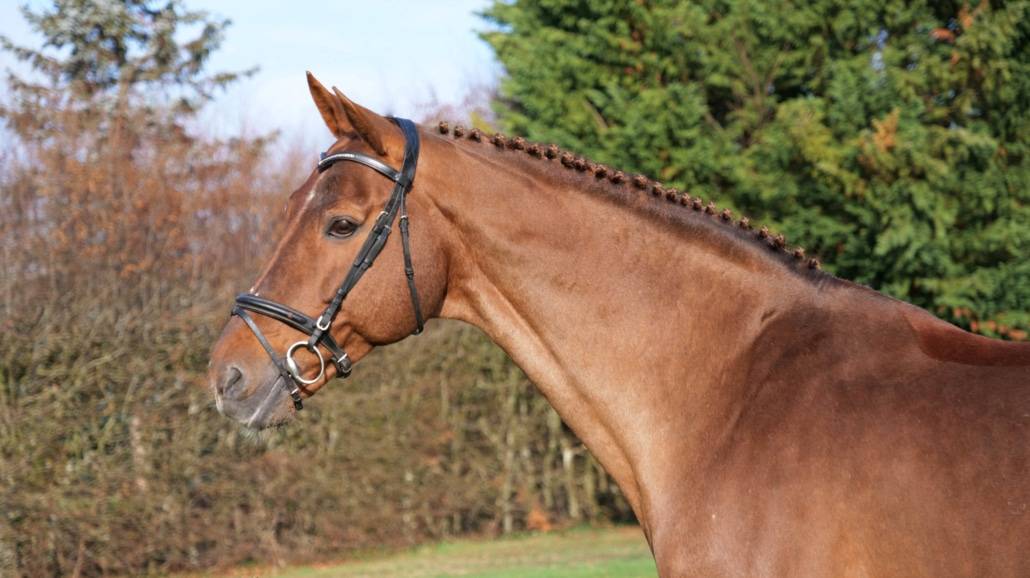 Gastronom de Hus - 1999 - Alezan - 1M71 - Zang