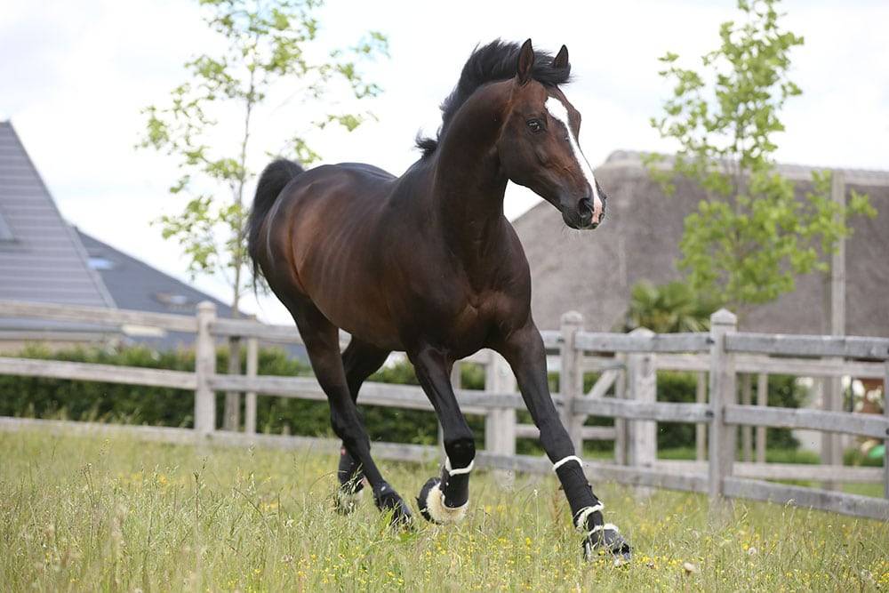 Quel Homme de Hus - 2006 - Bai - 1M66 - SF