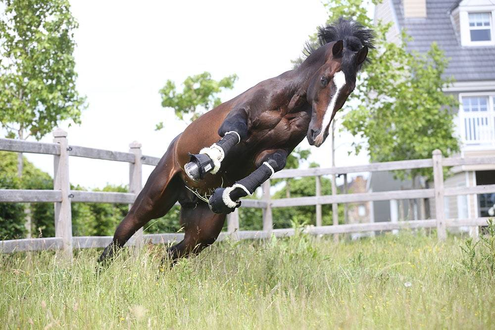 Quel Homme de Hus - 2006 - Bai - 1M66 - SF