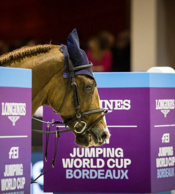 Tobago Z - 2008 - Alezan Brule - 1M63 - ZANG