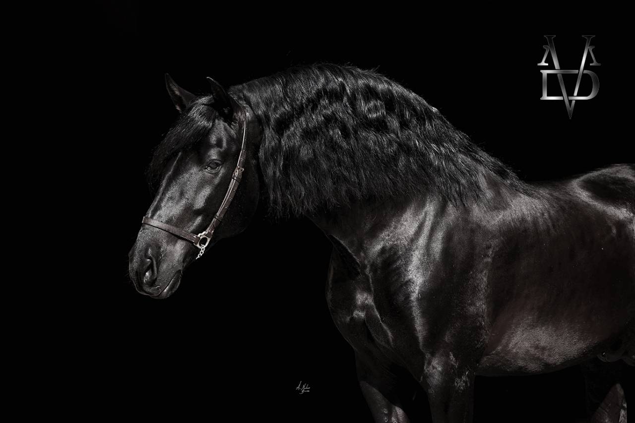 Etalon Pure Race Espagnole PRE Noir (saillie)