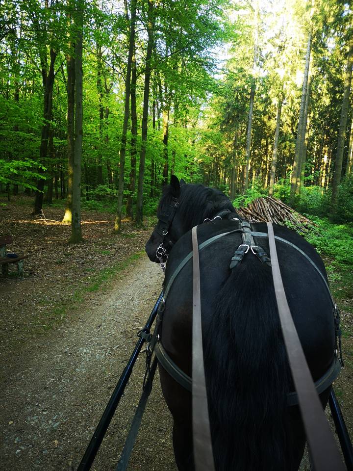 Vacance avec votre cheval... 