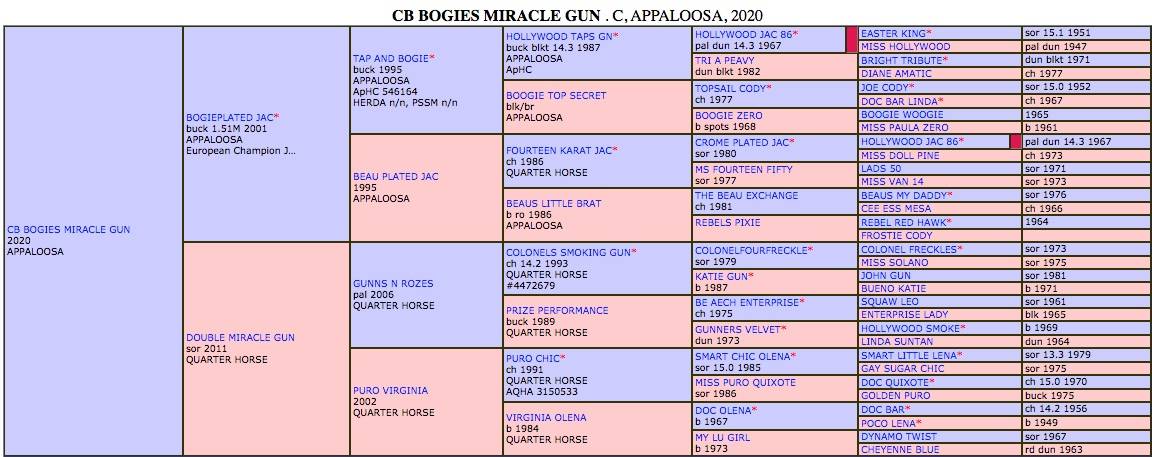 CB BOGIES MIRACLE GUN  2 ans  Appaloosa trés quarterisé