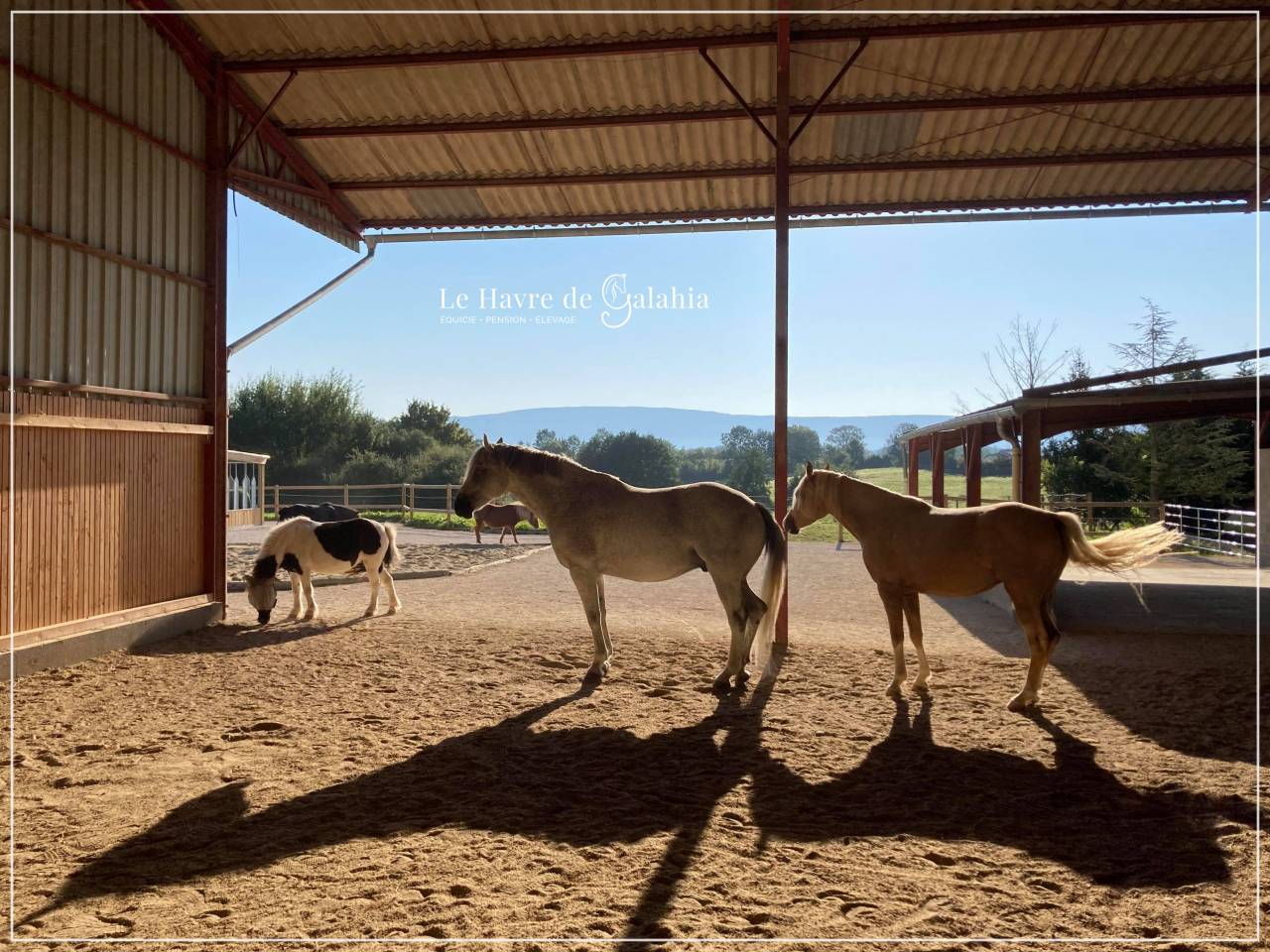 Écurie active / alternative dans l'Ain