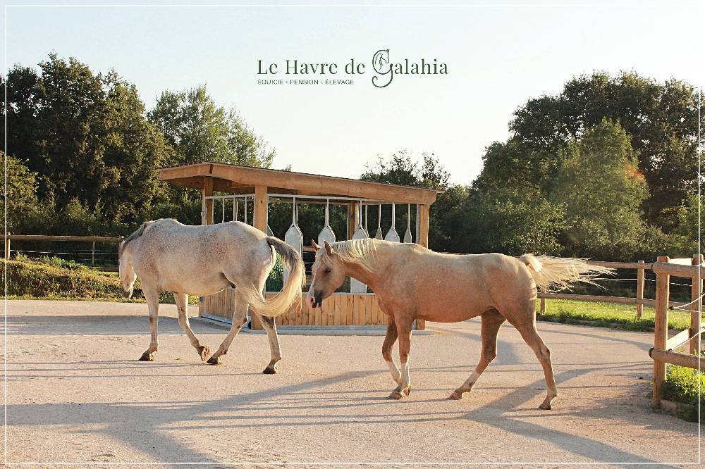 Écurie active / alternative dans l'Ain