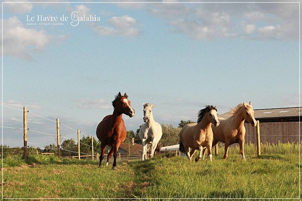 Écurie active / alternative dans l'Ain