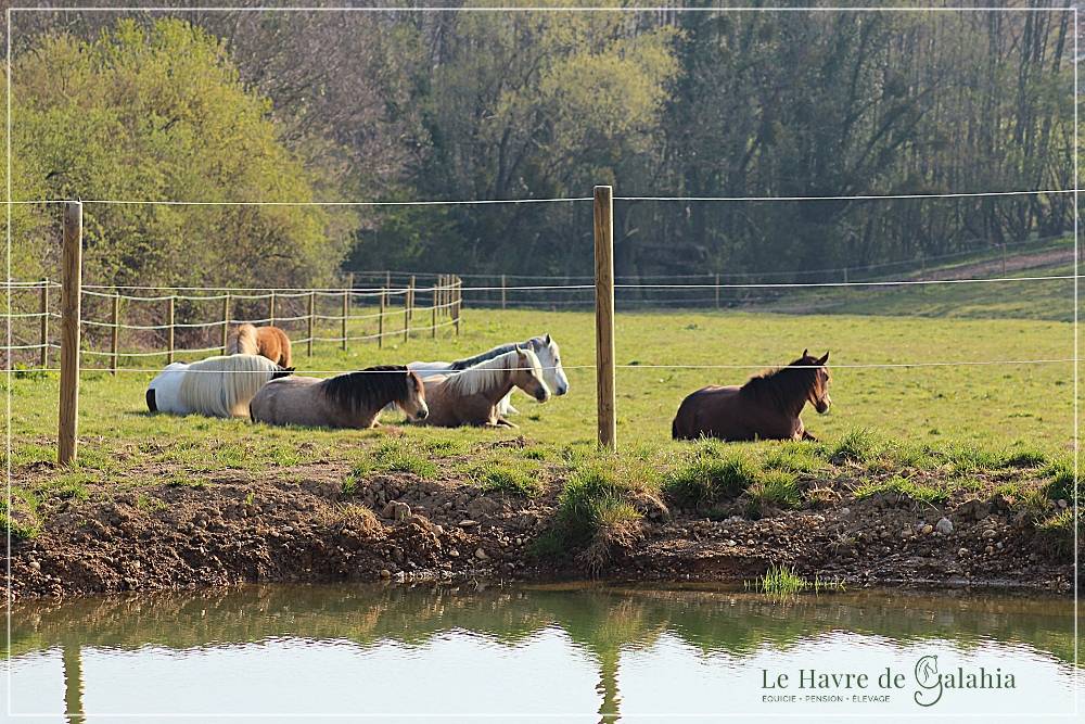 Écurie active / alternative dans l'Ain