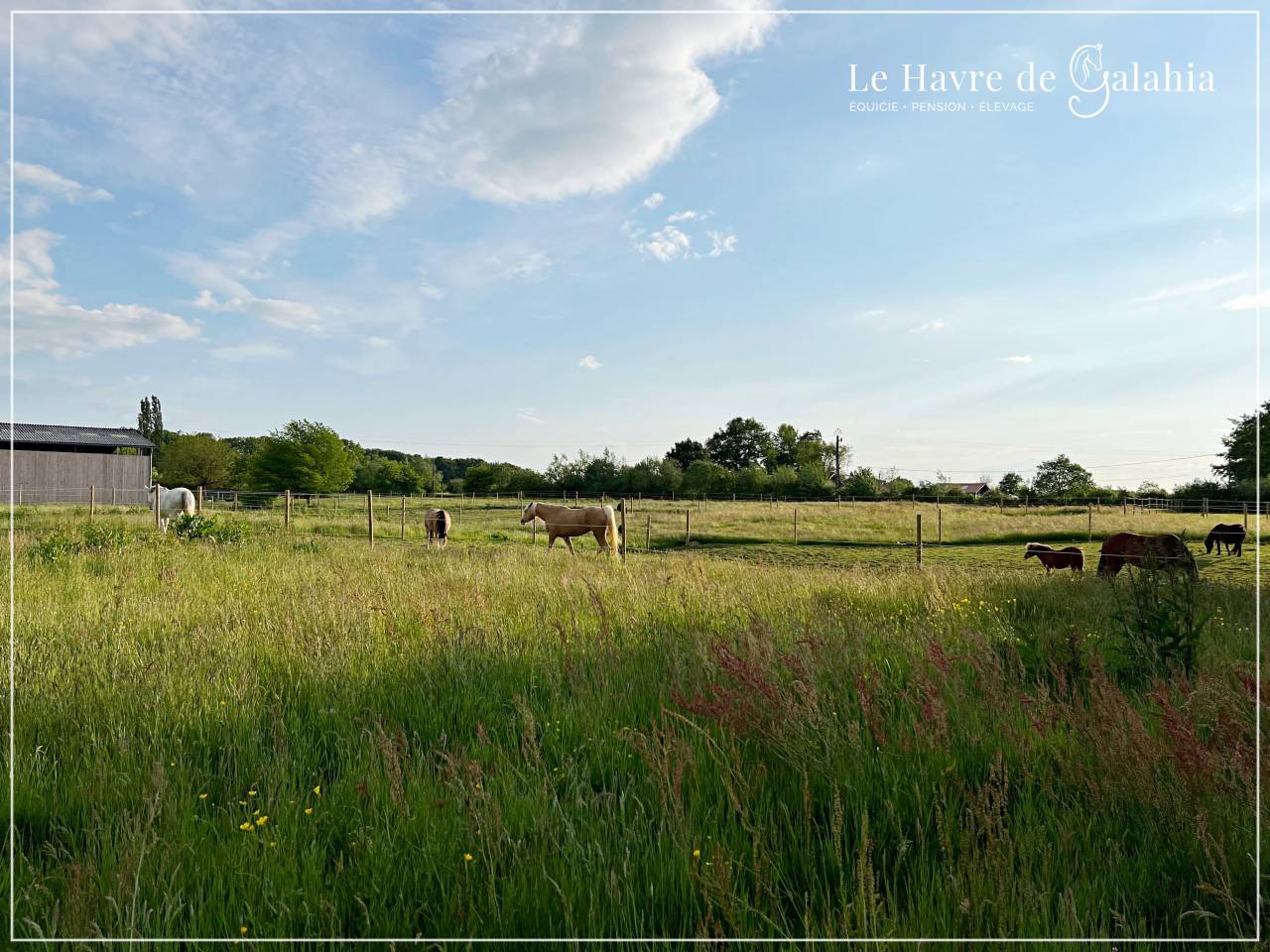 Écurie active / alternative dans l'Ain